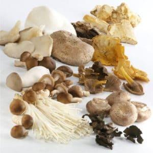 Pilze Anti-Krebs
